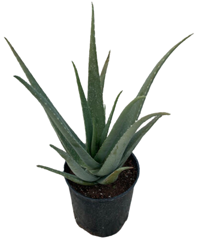 10" Aloe Vera